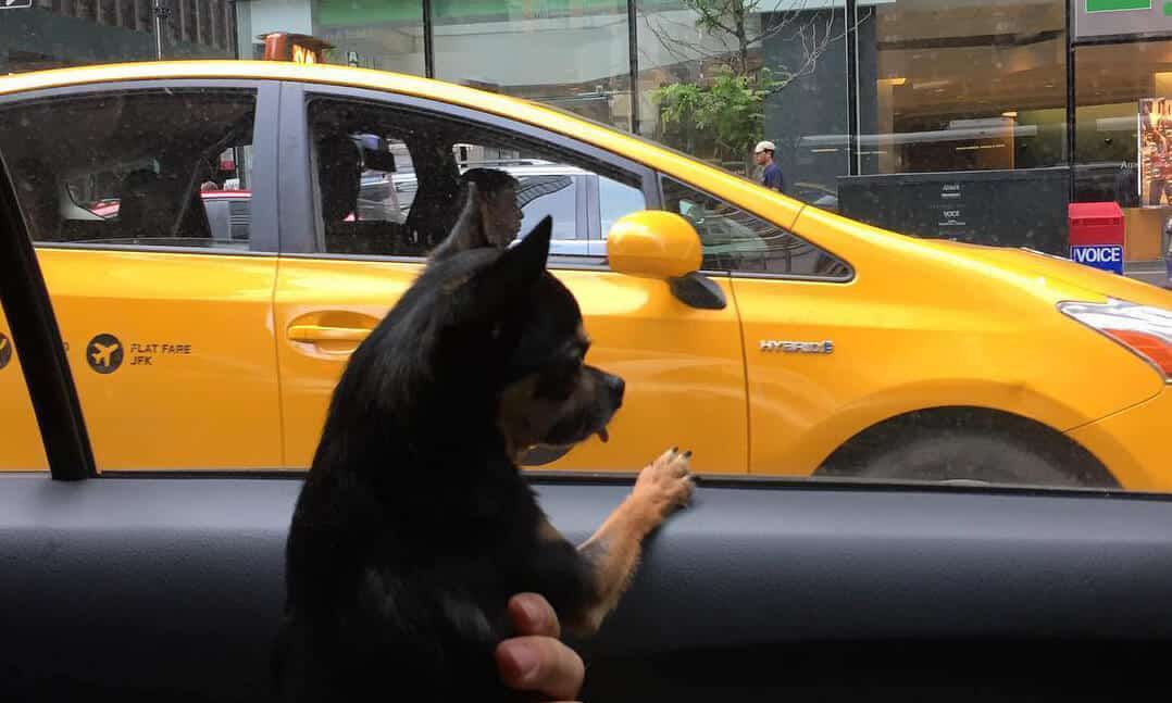 https://urbansniffs.com/wp-content/uploads/2022/02/A-Guide-to-Dog-Friendly-Transportation-in-New-York-City.jpg