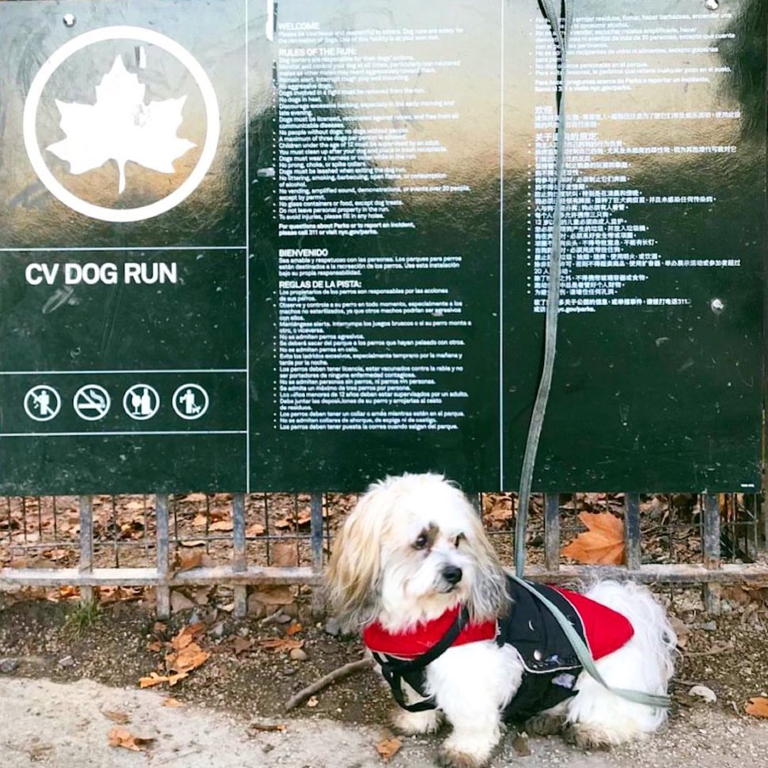 Riverside Park Dog Run: 105 Street Dog Run