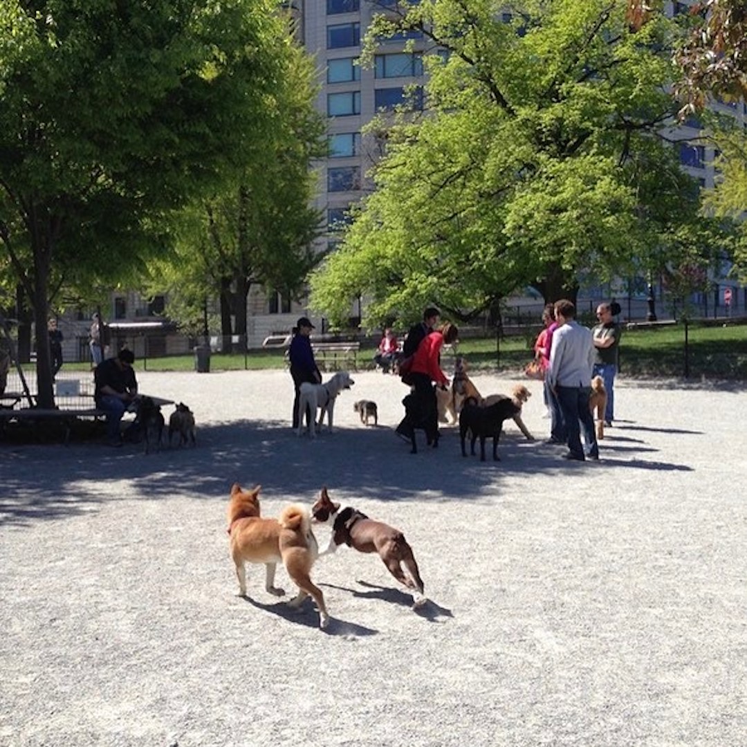 Riverside Park Dog Run: 72nd Street Dog Run