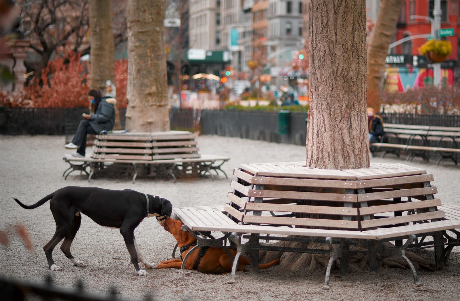 Jemmy’s Dog Run (Madison Square Park)