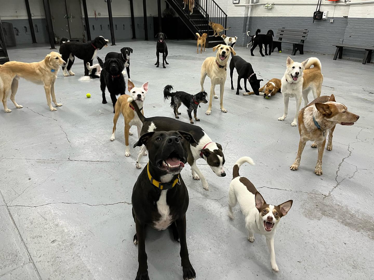 Acme Dog Run Dogs